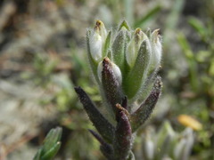 Chloropyron maritimum