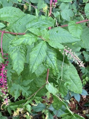 Pokeweed mosaic virus