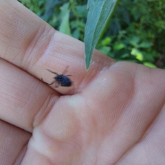 Verrucosa meridionalis