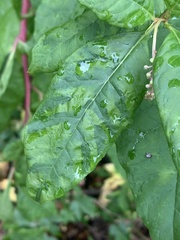 Pokeweed mosaic virus