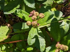 Chimaphila umbellata