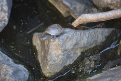 Sternotherus odoratus