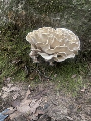 Sparassis spathulata