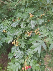 Crataegus