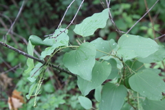 Smilax lasioneura