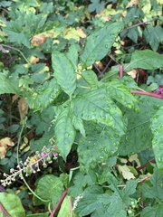 Pokeweed mosaic virus
