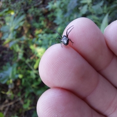 Verrucosa meridionalis