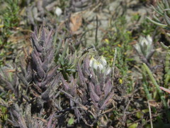 Chloropyron maritimum