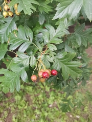 Crataegus