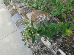 Asclepias