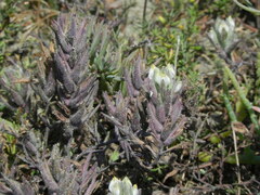 Chloropyron maritimum