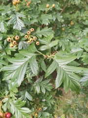 Crataegus