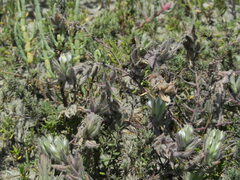 Chloropyron maritimum