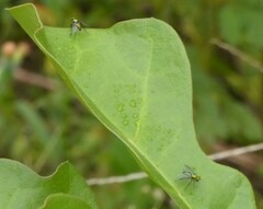 Condylostylus longicornis