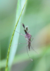 Aedes vexans