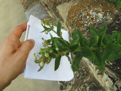 Asclepias