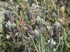 Chloropyron maritimum