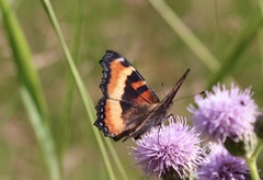 Aglais milberti