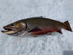 Salvelinus fontinalis