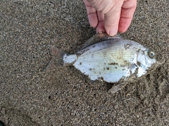 Hyperprosopon ellipticum