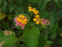 Lantana × strigocamara