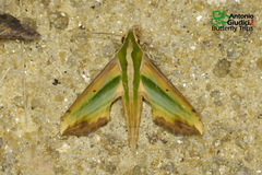 Pergesa acteus