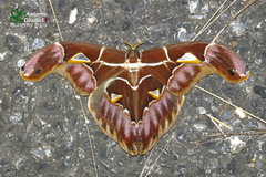 Archaeoattacus staudingeri