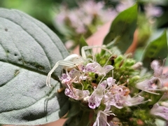 Pycnanthemum incanum