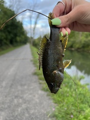 Lepomis cyanellus