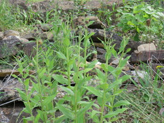 Verbesina helianthoides