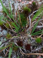 Polytrichum commune