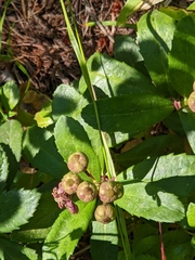 Chimaphila umbellata