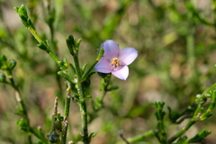 Cyanothamnus coerulescens