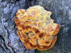 Gloeophyllum sepiarium