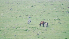 Equus caballus