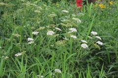 Oenantheae