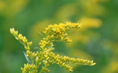 Solidago juncea