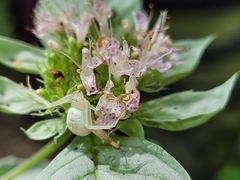 Pycnanthemum incanum