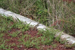 Aspidoscelis gularis