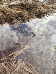 Amphiuma tridactylum