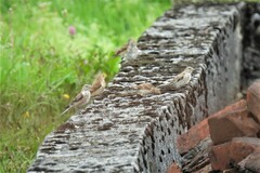 Linaria cannabina cannabina