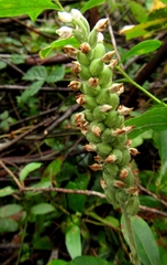 Goodyera pubescens