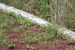 Aspidoscelis gularis