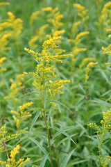Solidago juncea