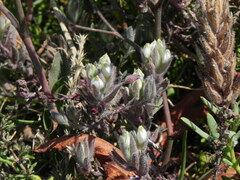 Chloropyron maritimum
