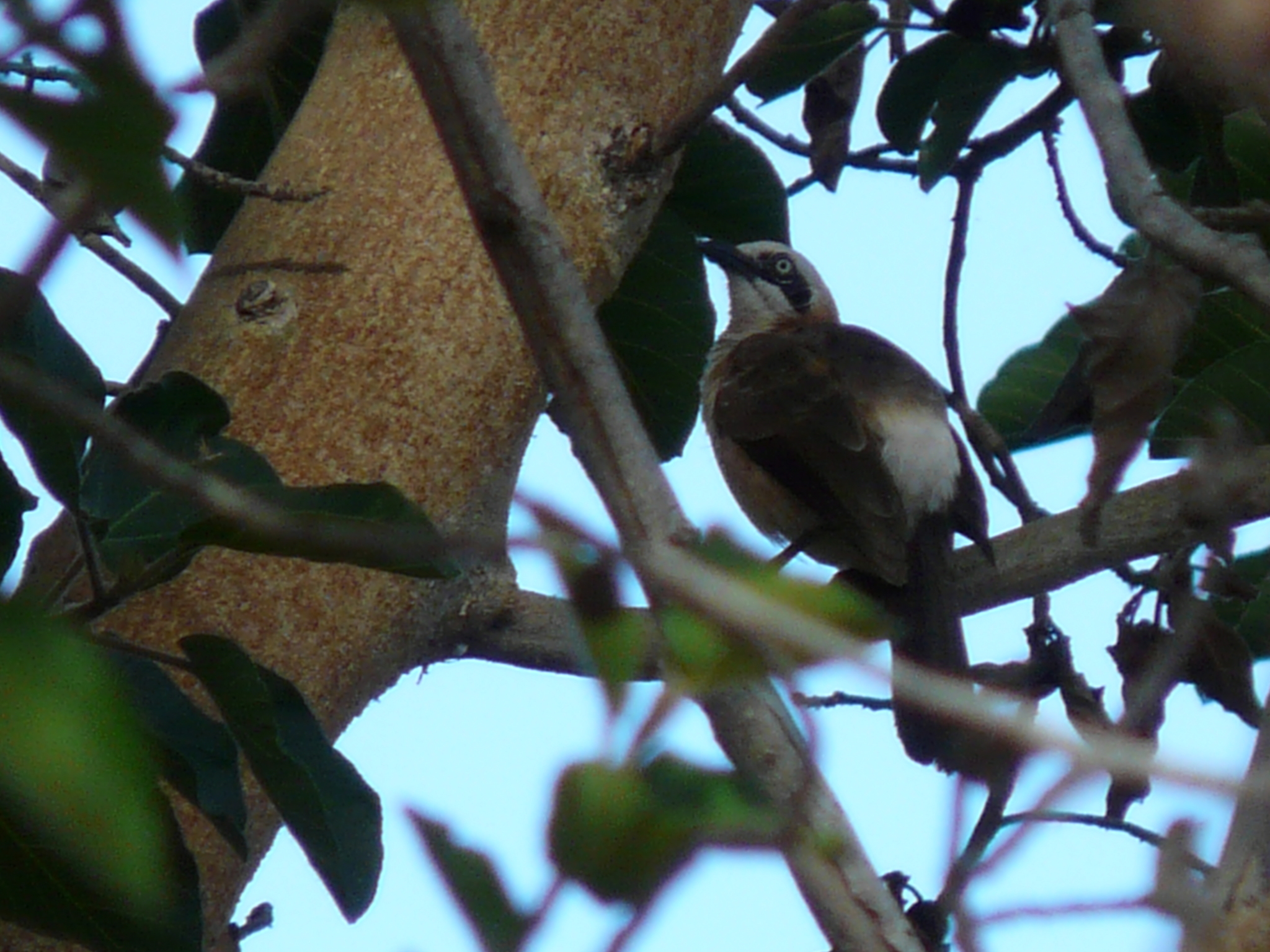 Bare-cheeked Babbler illustration
