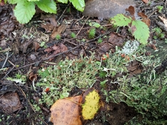 Cladonia cristatella