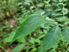 Pycnanthemum incanum