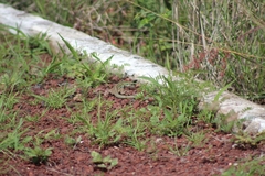 Aspidoscelis gularis