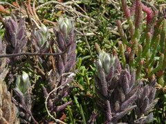 Chloropyron maritimum